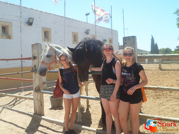 horses