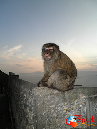 Gibraltar and the Monkeys