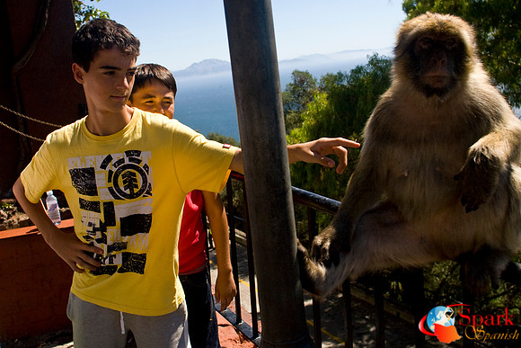 Monkeying around on a trip to Gibraltar
